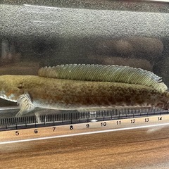 🐠ニューレインボースネークヘッド ±13.5㎝ 3,000円　の画像