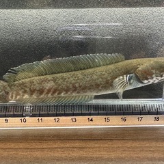 🐠ニューレインボースネークヘッド ±13.5㎝ 3,000円　の画像