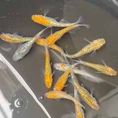 めだか　卵　ユリシス　有精卵の画像