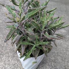 多肉植物　不死鳥錦