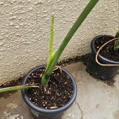 モンステラ　観葉植物