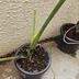 ランキングキーワードに紐づく投稿画像-観葉植物