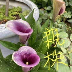 観葉植物　カラー