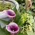 ランキングキーワードに紐づく投稿画像-観葉植物