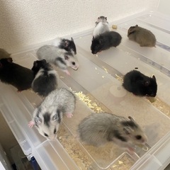 ハムスター