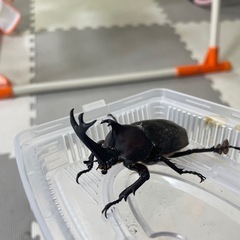 カブトムシ雄雌ペアの画像