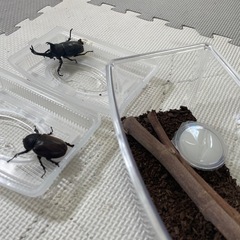カブトムシ雄雌ペア