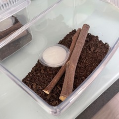 カブトムシ雄雌ペアの画像