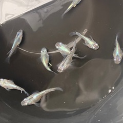 メダカ　卵　有精卵の画像