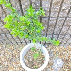 犬柘植の木の画像