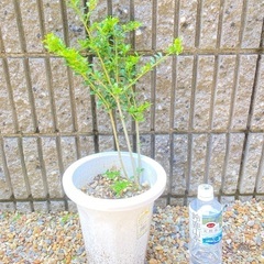 犬柘植の木の画像