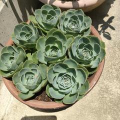 七福神 多肉植物