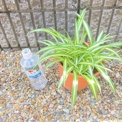 オリズルラン