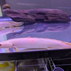 ポリプテルスセネガル　3匹里親募集です。