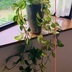 ランキングキーワードに紐づく投稿画像-観葉植物