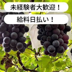【日払い】愛媛県西条市丹原町にてぶどうの摘粒作業のお仕事！…