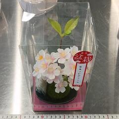 0604-069 フレグランス　盆栽風