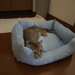 お世話しやすいキジトラちゃん − 愛知県