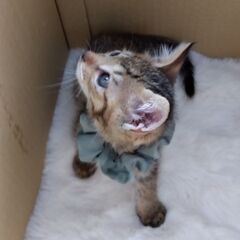 2か月半過ぎ　キジトラ男の子　里親さん募集します🐈
