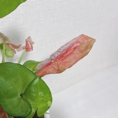 観葉植物 シンゴニウム
の画像