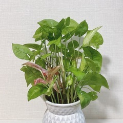 観葉植物 シンゴニウム
の画像