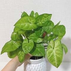 観葉植物 シンゴニウム
の画像