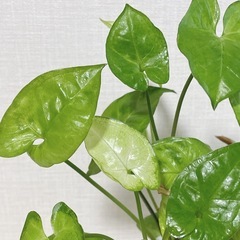 観葉植物 シンゴニウム
の画像