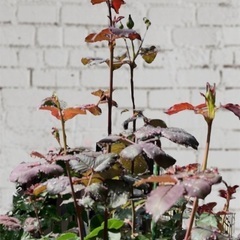 ブルーグラビティ　薔薇大苗の画像