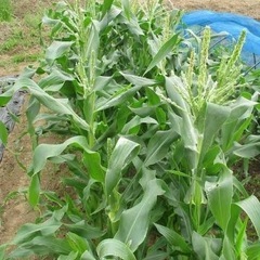 とうもろこしの茎、廃棄するとうもろこしを譲ってください。