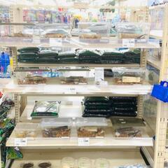 ヘラクレス、カブトムシ成虫　他…