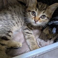 可愛いキジ猫ちゃん❇️