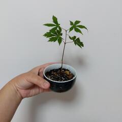 モミジ① 手のひら盆栽 九谷焼
