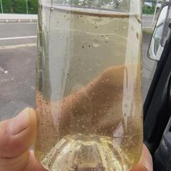 ミジンコ　500mlの画像