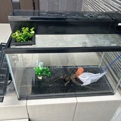 取引中　水槽