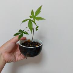 モミジ② 手のひら盆栽 九谷焼