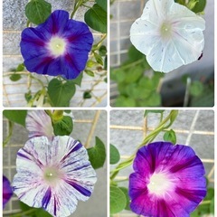 朝顔 江戸風情 ポット苗  4本 とても綺麗な花 