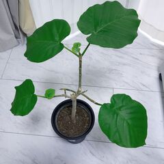 観葉植物　幸せを呼ぶ ウンベラータ