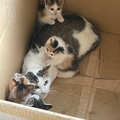2ヶ月♀三毛猫姉妹