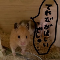 32より大きなテレビ