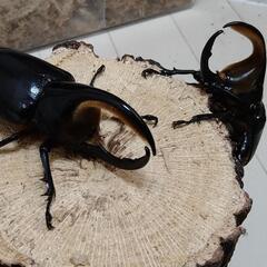 サタンオオカブト幼虫