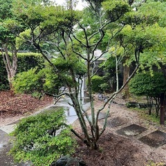 ドウダンツツジ🌳の画像
