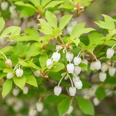 ドウダンツツジ🌳