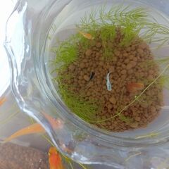 大人の色付きメダカ　２匹セットで１００円　※容器は写真のものでは...