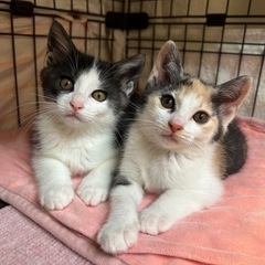 里親募集中（生後２か月の子猫２匹です）