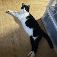 猫　探してます。