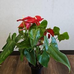 〖観葉植物〗アンスリウムの画像