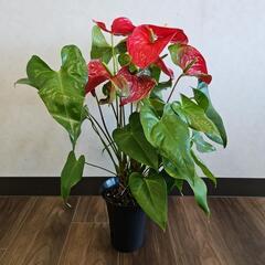 〖観葉植物〗アンスリウムの画像