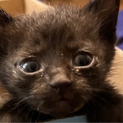 子猫の里親募集