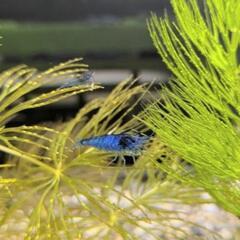 🦐🔷ベルベットブルーシュリンプ🔷🦐