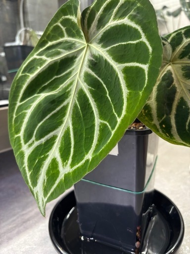 極美　アンスリウム　ドラヤキシルバー実生株　観葉植物